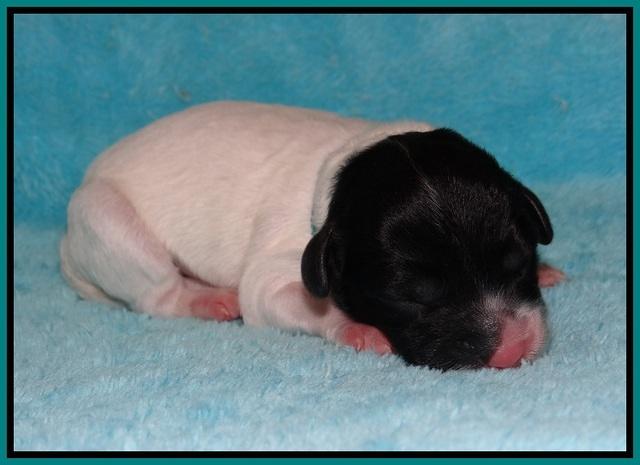 Jetta Texas Newborn pups 144