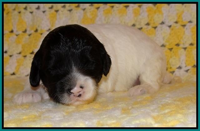 Jetta Texas pups 2 wks old 131