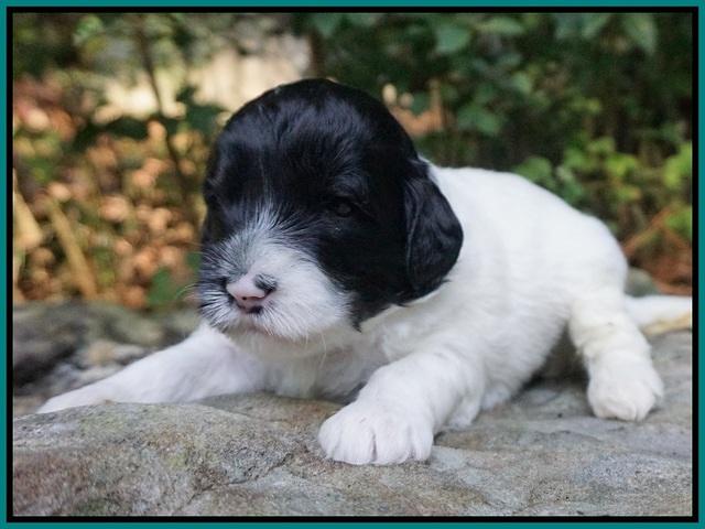 Jetta Texas pups 3 wks old 191