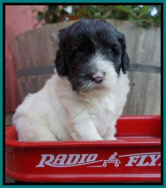 Jetta Texas pups 4 wks old 211
