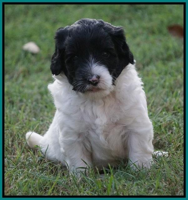 Jetta Texas pups 4 wks old 29100