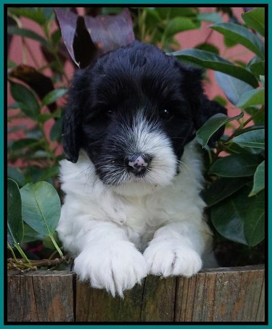 Jetta Texas pups 5 wks old 181