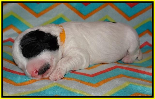 Jetta Texas pups 1 wk old 121