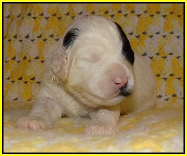 Jetta Texas pups 2 wks old 151
