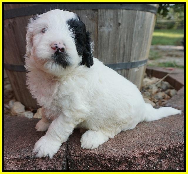 Jetta Texas pups 4 wks old 241