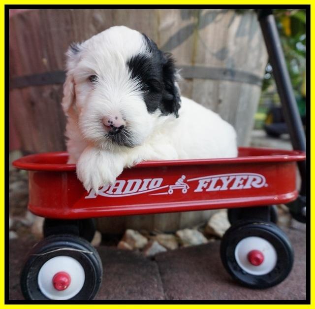 Jetta Texas pups 4 wks old 251