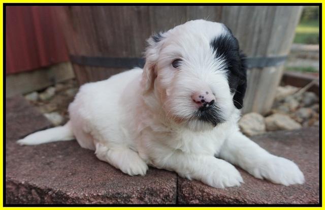 Jetta Texas pups 4 wks old 261