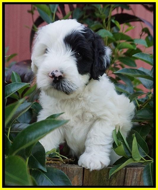 Jetta Texas pups 5 wks old 201