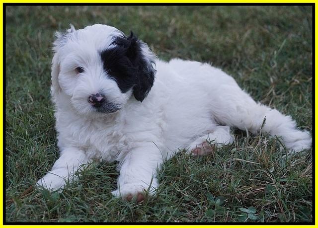 Jetta Texas pups 7 wks old 301