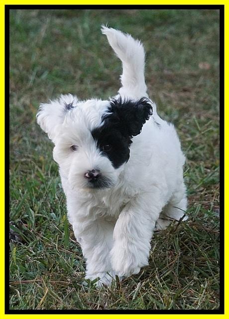 Jetta Texas pups 7 wks old 311
