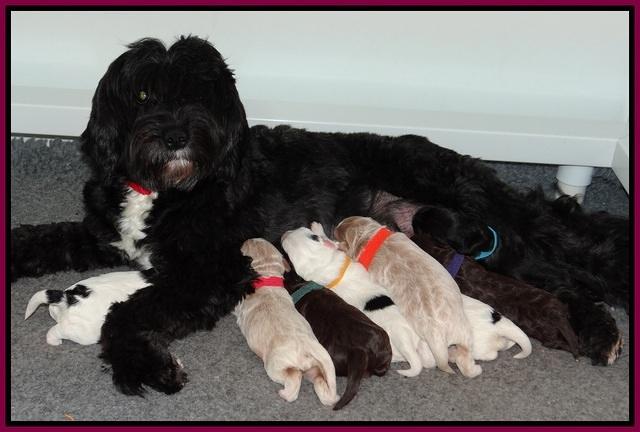 Jetta Texas pups 1 wk old 31