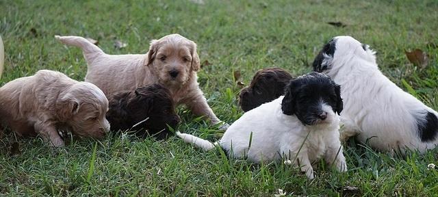 Jetta Texas pups 4 wks old 36100
