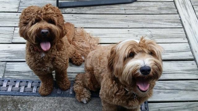 Parson Ellie Honey moon