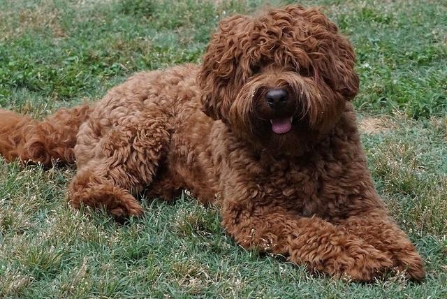 Parson down full coat