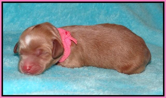 Ellie Parson Newborn pups11
