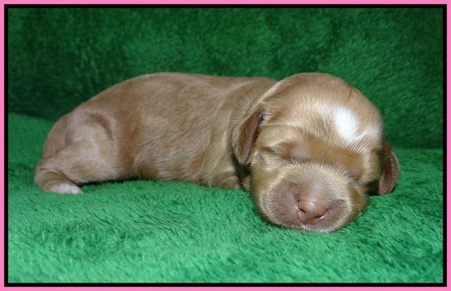 Ellie Parson pups 1 wk old11