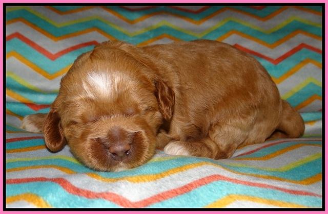 Ellie Parson pups 2 weeks old 11
