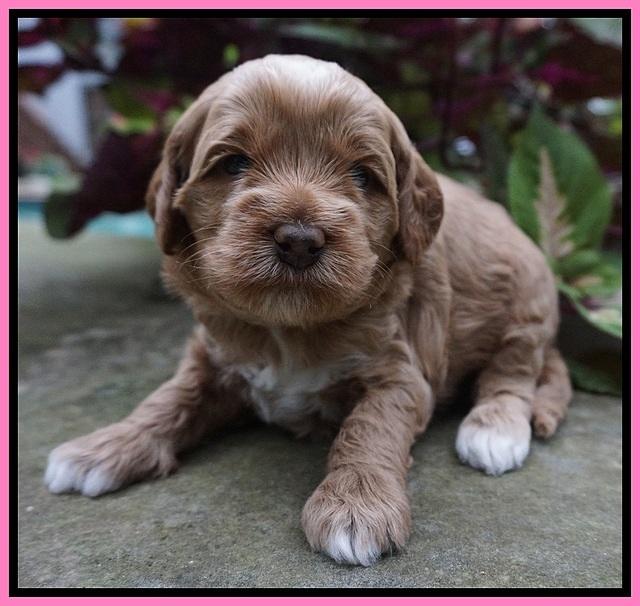 Ellie Parson pups 3 wks old 31