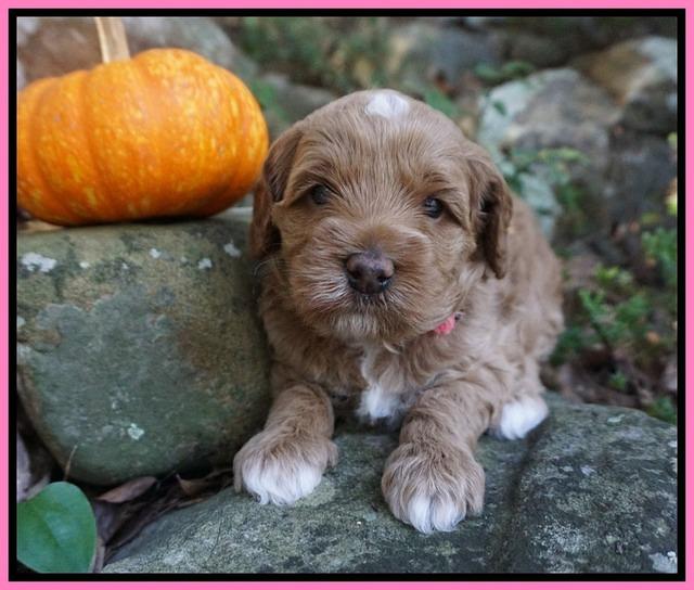 Ellie Parson pups 4 wks old 21
