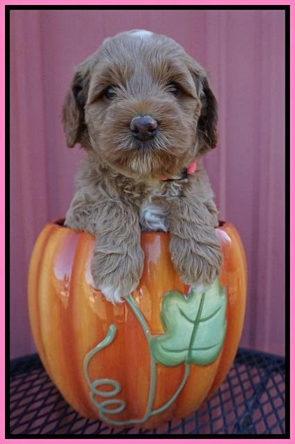 Ellie Parson pups 5 wks old 11