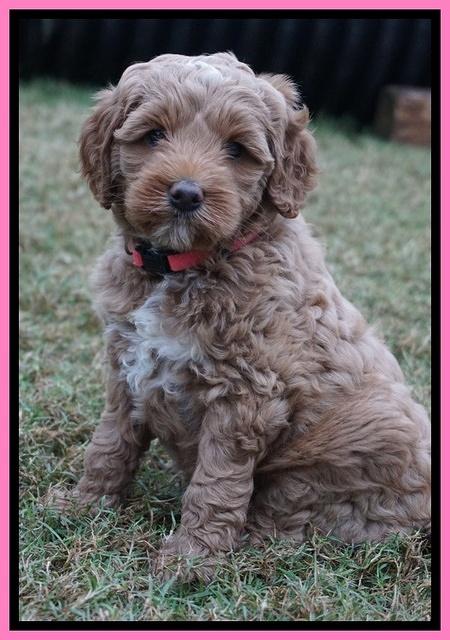 Ellie Parson pups 6 wks old 41