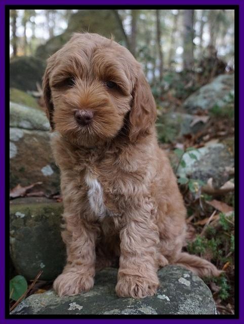 Ellie Mae Parson pups 8 wks old 71
