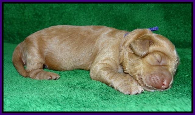 Ellie Parson pups 1 wk old31