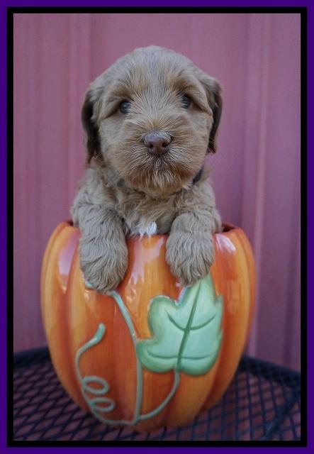 Ellie Parson pups 5 wks old 61