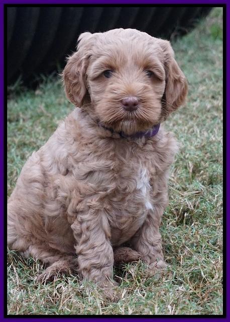 Ellie Parson pups 6 wks old 51