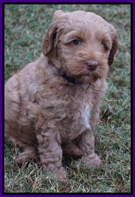 Ellie Parson pups 6 wks old 61