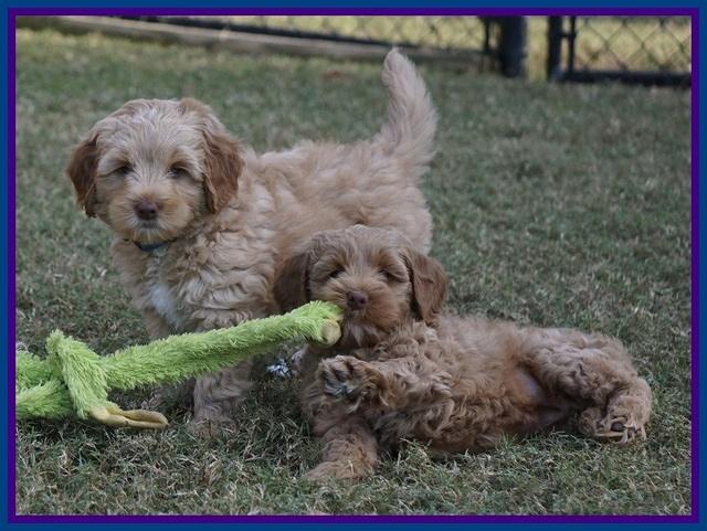 Ellie Parson pups 7 wks old 201