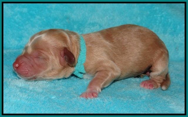 Ellie Parson Newborn pups51