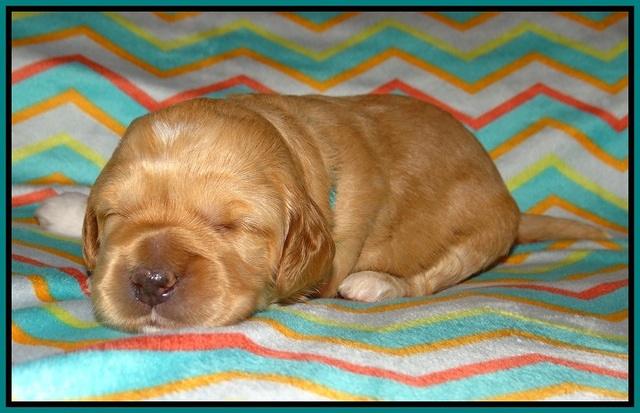 Ellie Parson pups 2 weeks old 61