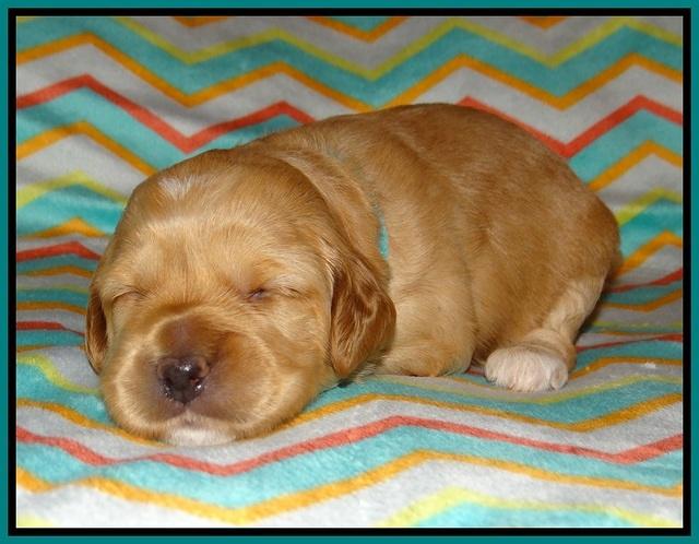 Ellie Parson pups 2 weeks old 71