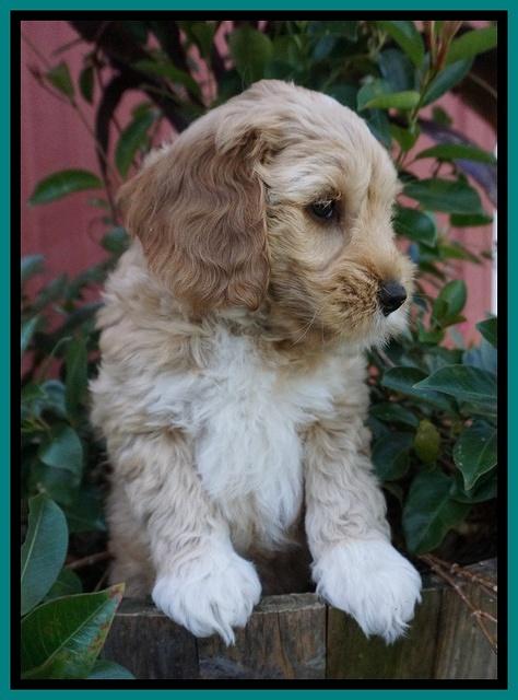 Ellie Parson pups 7 wks old 341