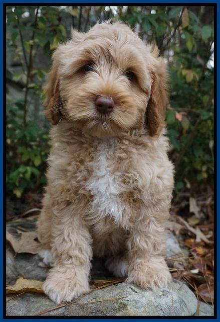 Ellie Mae Parson pups 8 wks old 201