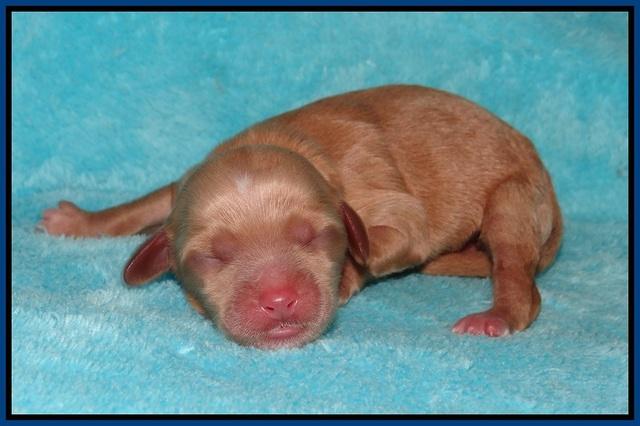 Ellie Parson Newborn pups81