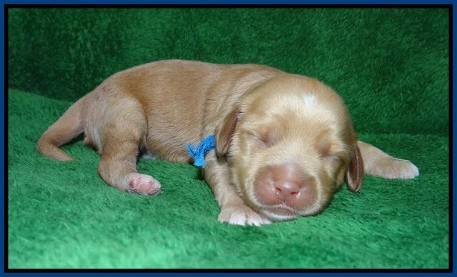 Ellie Parson pups 1 wk old81