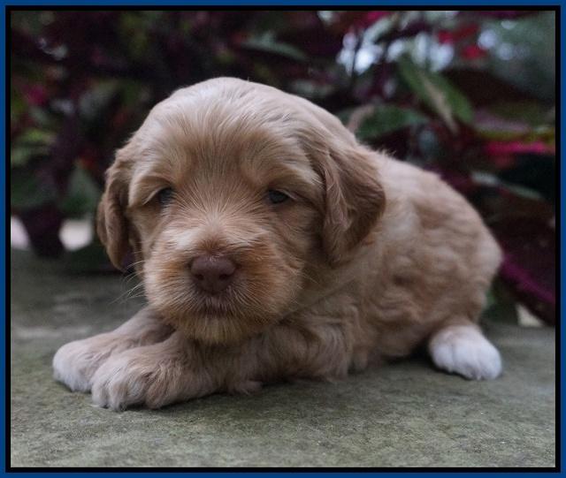 Ellie Parson pups 3 wks old 111