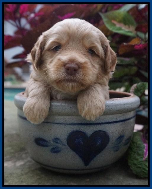 Ellie Parson pups 3 wks old 121