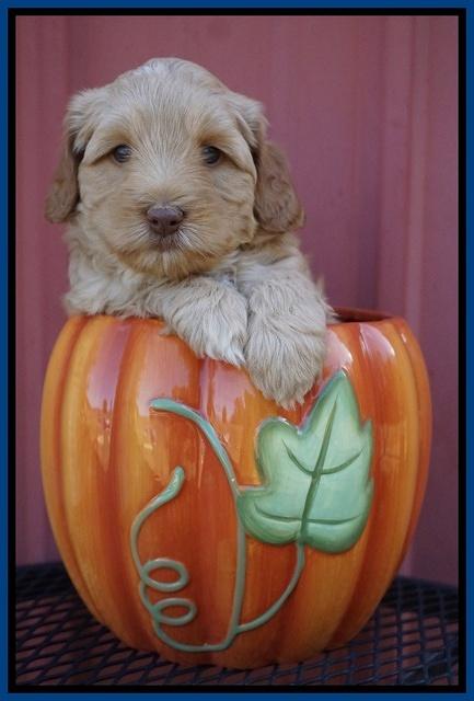 Ellie Parson pups 5 wks old 121