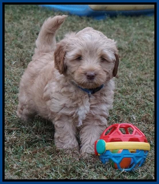 Ellie Parson pups 6 wks old 151