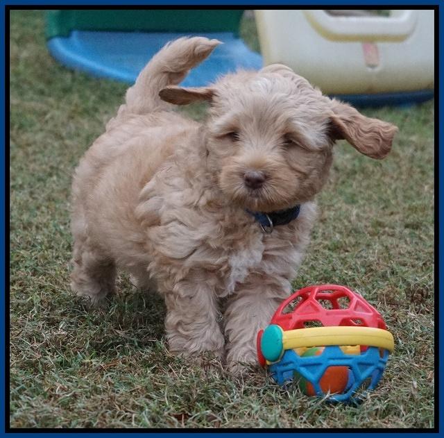 Ellie Parson pups 6 wks old 161