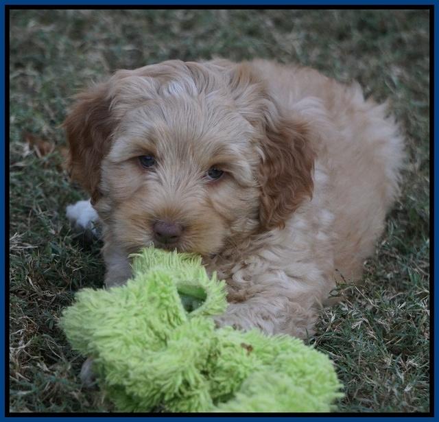 Ellie Parson pups 7 wks old 81