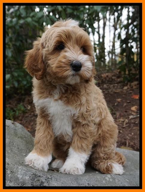 Ellie Mae Parson pups 8 wks old 29100