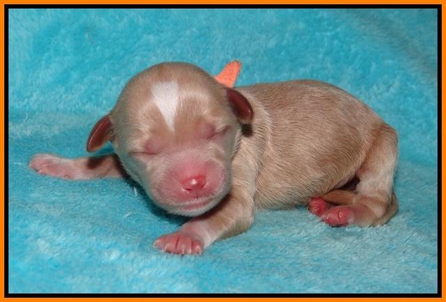 Ellie Parson Newborn pups101