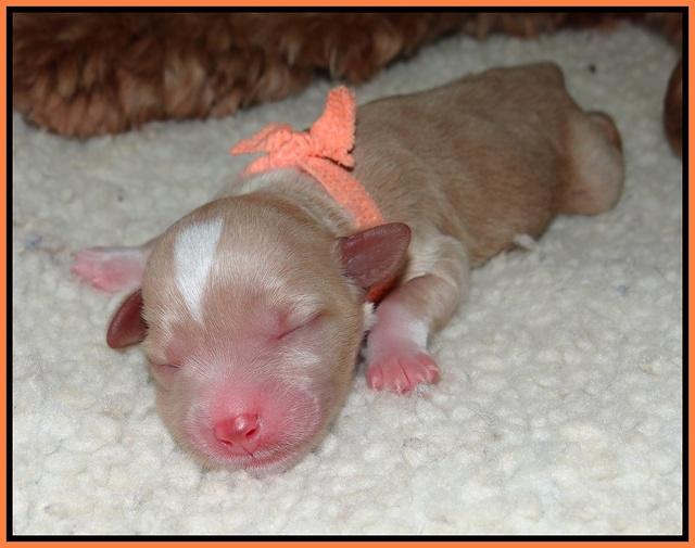 Ellie Parson Newborn pups111