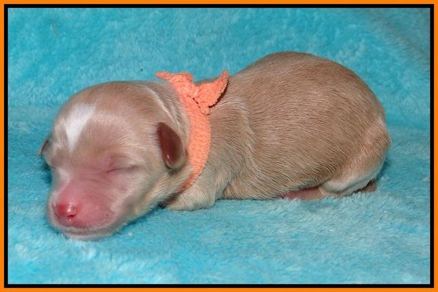 Ellie Parson Newborn pups91