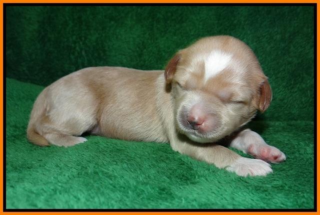 Ellie Parson pups 1 wk old101