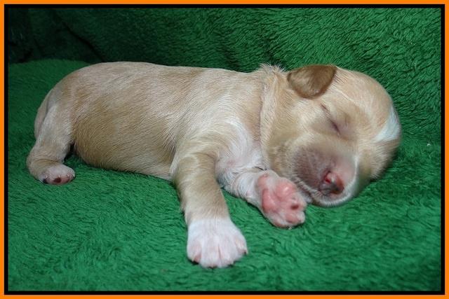 Ellie Parson pups 1 wk old111